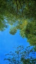 the view of the blue sky accompanied by views of green leaves from the trees