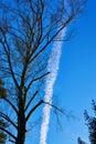 View of blue sky with clouds line and tree. Ecological concept