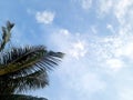 VIEW OF BLUE SKY WITH A COCONUT TREE