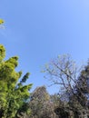 View of the blue sky from the green canopy of trees that form a frame at the bottom and side of the photo. Vertical format. Free