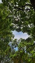 Aerial view of trees and sky at the Bercy park in Paris, France Royalty Free Stock Photo