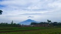 The view of the blue sky and mountains is the background for the rice fields. Royalty Free Stock Photo