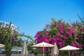 View of the blue sky through the oleander flowers by the pool. Holidays at the resort Royalty Free Stock Photo