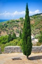 Green cypress in the fortress town of Old Bar, Montenegro.