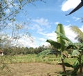 the view of the blue sky, white clouds and dry rice fields Royalty Free Stock Photo