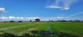 view of blue sky white clouds rice fields Royalty Free Stock Photo