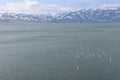 View of the blue water of the lake Sevan  and seagulls Royalty Free Stock Photo