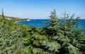 View on blue waves thru cedars tops in landscape park on the Black Sea coastline. Cypress trees, cedars and many rare Royalty Free Stock Photo