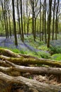 View of bluebells in spring, with moss covered logs and woodland.