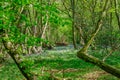 View of bluebells in the woods in spring Royalty Free Stock Photo