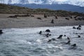 View of bob of seals on the sea and some resting on a sandy shore