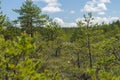 View through bog area thicket