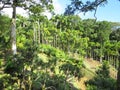 View of botanical garden with variety of palm trees, Royal Palms and tropical trees under Caribbean blue sky. Palm grove landscape