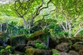 View of the botanical garden of Waimea Valley, Oahu, Hawaii