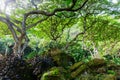 View of the botanical garden of Waimea Valley, Oahu, Hawaii