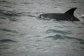 CLOSE VIEW OF BOTTLE NOSE DOLPHIN IN THE OCEAN Royalty Free Stock Photo