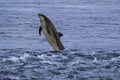 View of a Bottlenose dolphin jumping out of the blue water Royalty Free Stock Photo