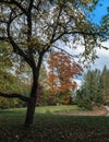 view from the bottom of the apple tree Royalty Free Stock Photo