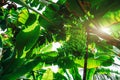 Rainforest with the hand of bananas Royalty Free Stock Photo