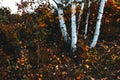 View from the bottom of a birch in an autumn forest with plenty of yellow leaves, bushes, moss, and other mountain vegetation