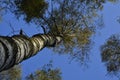 Blue sky and the birch tree with branches and leaves against it. Royalty Free Stock Photo