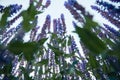 View from the bottom of the bright lavender bushes close-up looking up. Blooming lavender