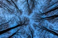 View from the bottom of the forest. The blue sky is painted through the bare branches of the trees. Forest in winter. Tall trees. Royalty Free Stock Photo