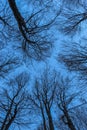 View from the bottom of the forest. The blue sky is painted through the bare branches of the trees. Forest in winter. Tall trees. Royalty Free Stock Photo