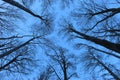 View from the bottom of the forest. The blue sky is painted through the bare branches of the trees. Forest in winter. Tops of tree Royalty Free Stock Photo