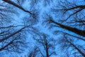 View from the bottom of the forest. The blue sky is painted through the bare branches of the trees. Forest in winter. Tops of tree Royalty Free Stock Photo