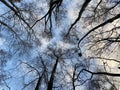 View from the bottom of the forest trees. The blue sky is painted through the bare branches of the trees. Forest in winter. Royalty Free Stock Photo