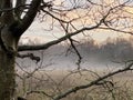 View from the bottom of the forest trees. The blue sky is painted through the bare branches of the trees. Forest in winter. Royalty Free Stock Photo