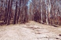 View from the bottom of the hill through tall trees on the slope. Spring landscape photography of young woods. Trail in a bright