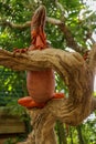 View of the bottom of Red Iguana. Close-up of Head of Reptile. Close-up of a young lizard camouflaged in nature. This type of