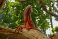 View of the bottom of Red Iguana. Close-up of Head of Reptile. Close-up of a young lizard camouflaged in nature. This type of Royalty Free Stock Photo