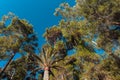 view from bottom to top of the tops of pine trees and palm trees sky