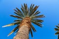 View from bottom on top of palm tree with sky Royalty Free Stock Photo