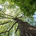 Shot of the bottom of a tree canopy Royalty Free Stock Photo