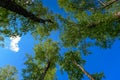 View from the bottom of the tree crowns against blue sky with white clouds. Green branches of birches on sunny summer day Royalty Free Stock Photo