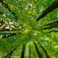 View from the bottom up on the deciduous forest canopy in summer Royalty Free Stock Photo