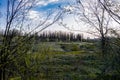 View from the bottom up on the tops of deciduous trees with yellow and green leaves on the background of a very beautiful colorful