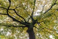 View from bottom up under Gingko tree turned yellow in autumn