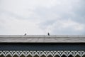 View from botton to the rooftop,two birds on roof