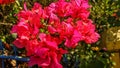 View of bougenville flowers at the garden