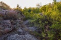 A view of the boulders surrounded by a dense forest in the rays of sunrise.