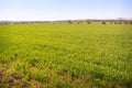 view of boundless green winter wheat field upto horizon