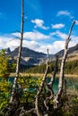 View of Bow Lake with a rocky mountain landscape in background and rotted wood trees in the foreground. Royalty Free Stock Photo