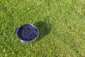 View of bowl with blackcurrant on green grass background. Royalty Free Stock Photo