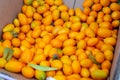 Nagami Kumquats Royalty Free Stock Photo