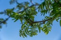 View of a branch of mountain ash tree with new green leaves Royalty Free Stock Photo